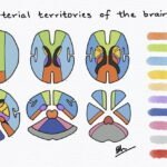 Brain Arterial Vascular Territories Illustration