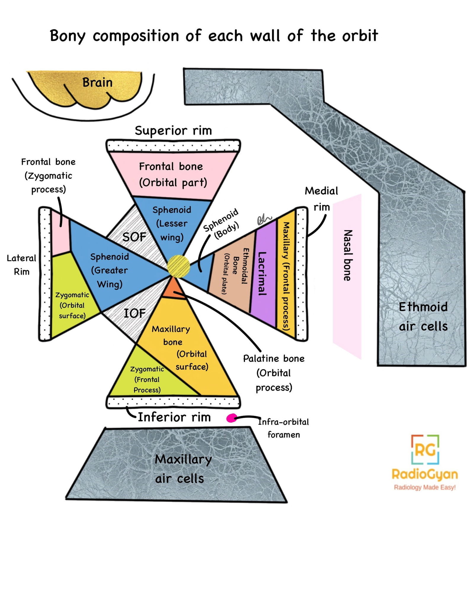 Bony composition of the walls of the orbit.