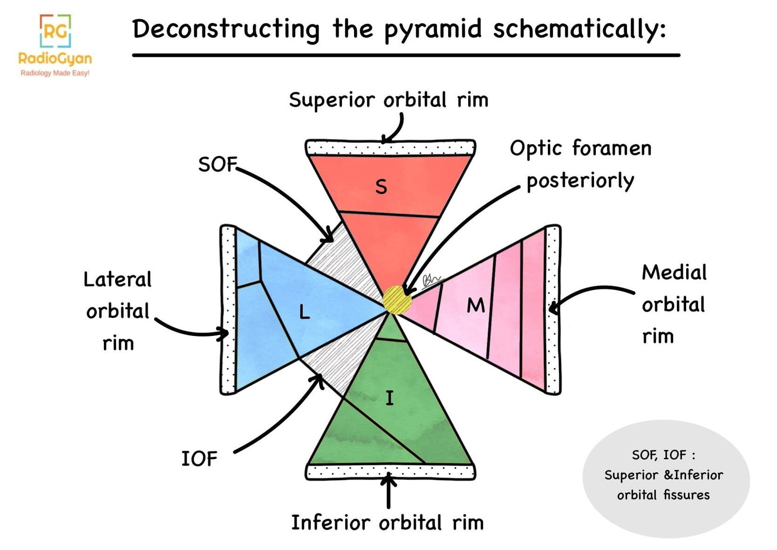 Deconstructing the pyramidal anatomy of the orbit.
