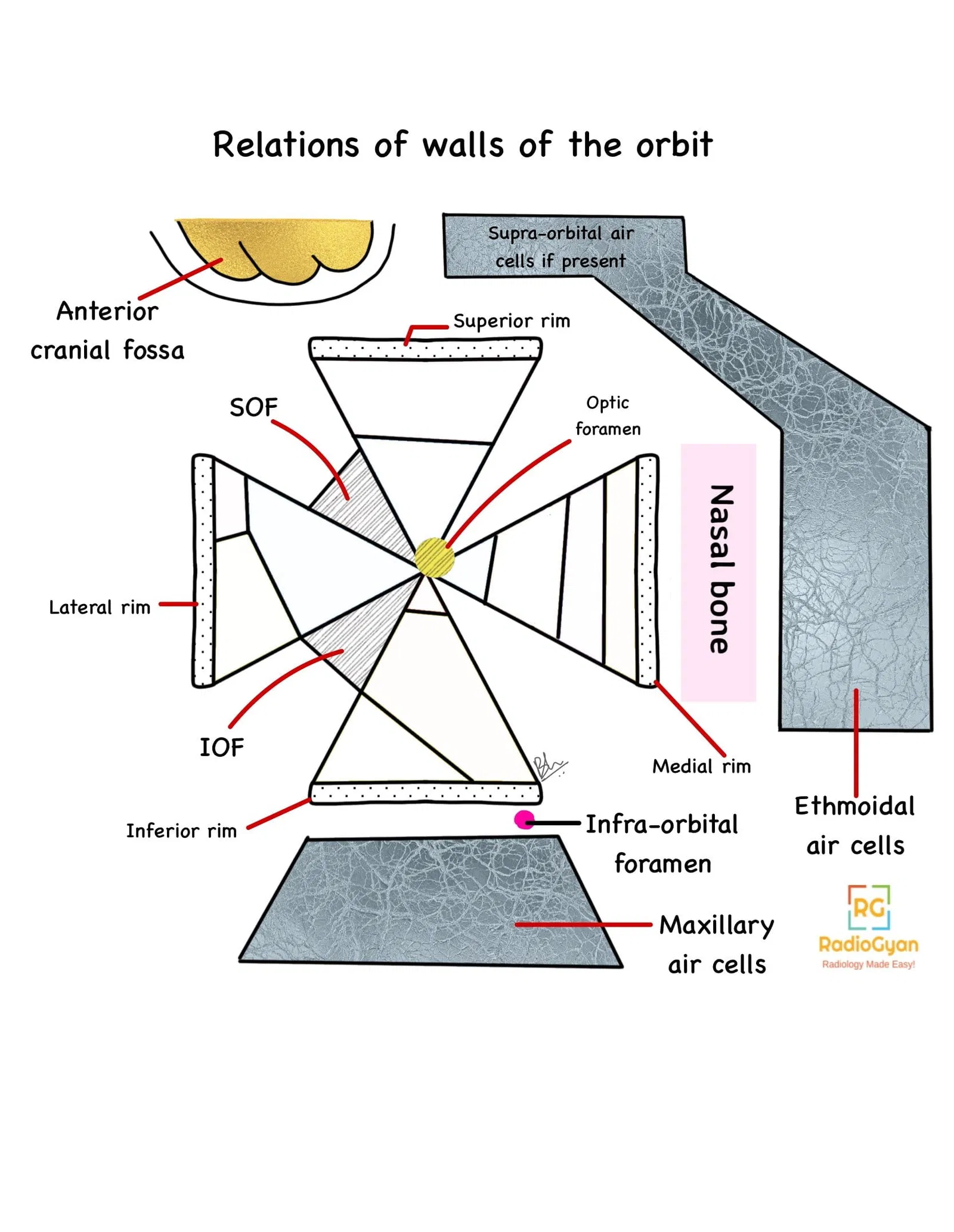Illustration showing the walls of the orbit.