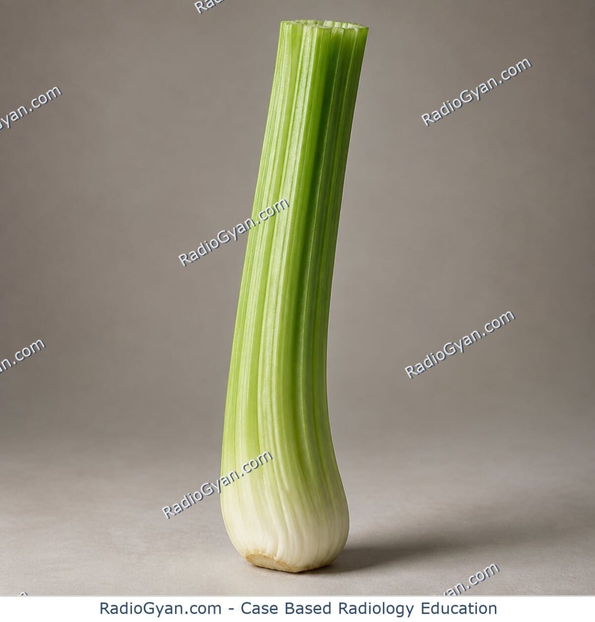 A crisp green celery stalk showing prominent vertical parallel ribs and fibrous striations along its curved stem.