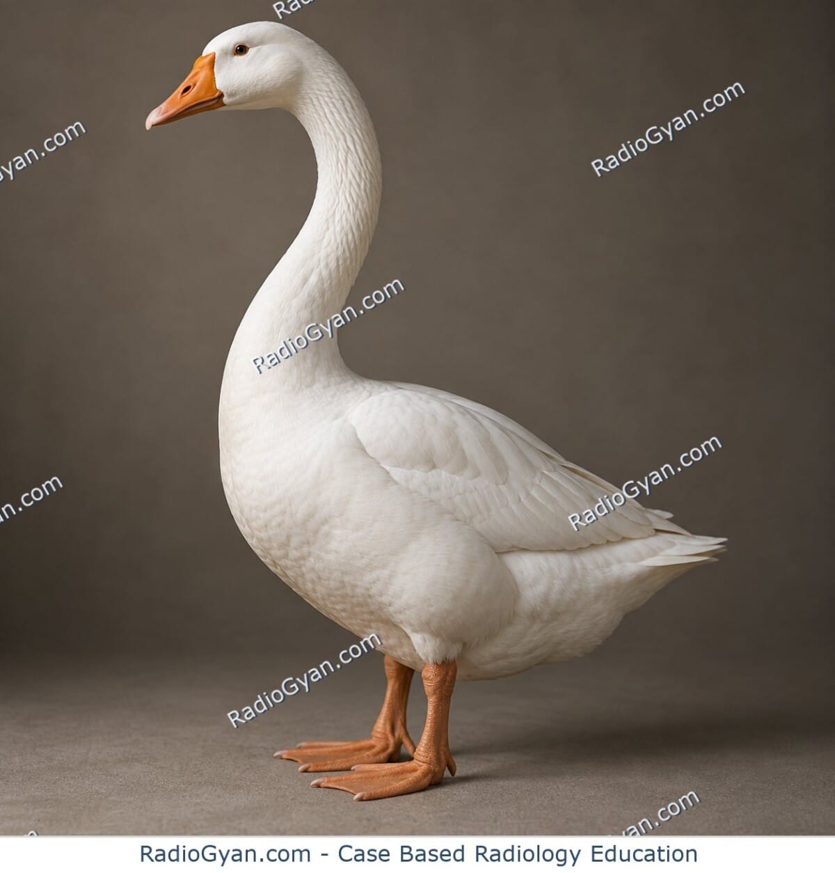 A domestic goose with a long, sharply S-curved neck illustrating the Gooseneck sign.