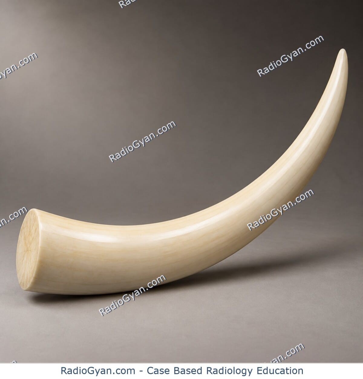 A smooth, uniformly creamy-white polished ivory tusk illustrating the namesake appearance of the ivory vertebra sign.