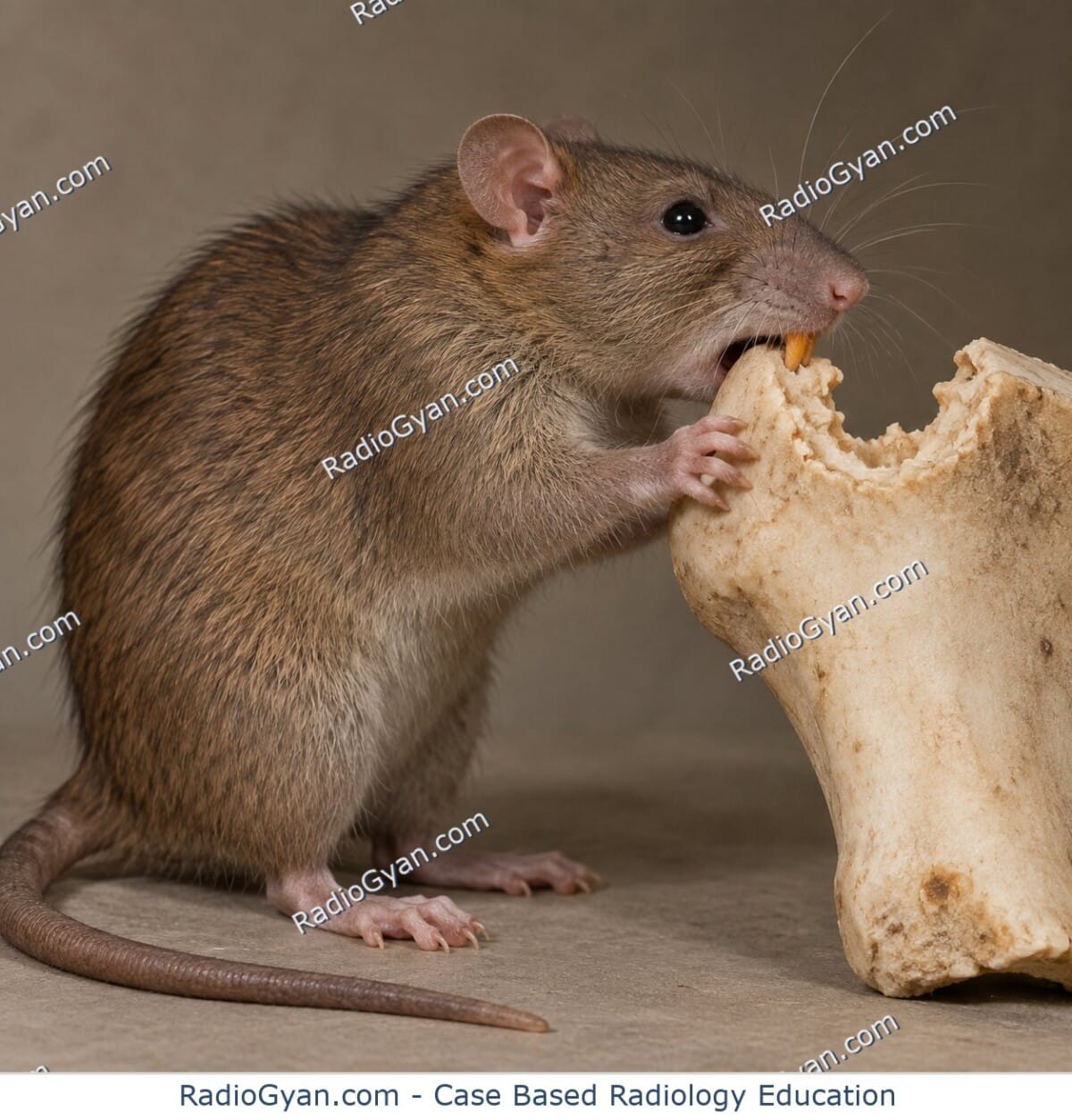 A rat gnawing a large scalloped notch into a bone-like piece illustrates the rat bite sign.